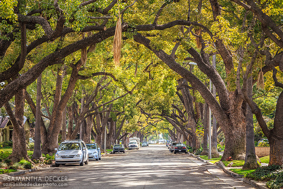 Looking Down the Street, South Pasadena, CA