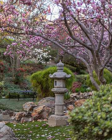 Early Morning at the Japanese Gardens