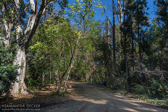Jungle, Warner Brothers Studios, Burbank