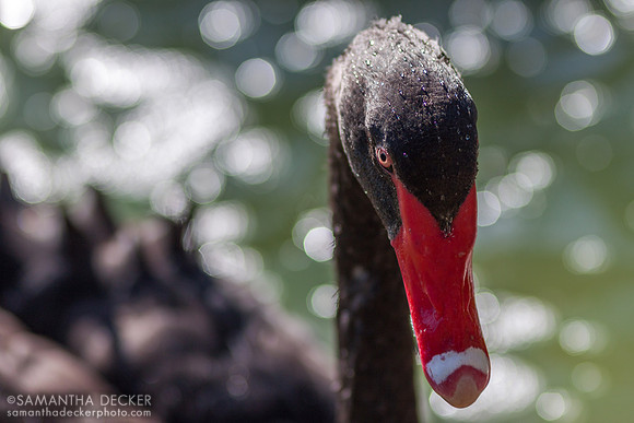 Goose in the Courtyard, Hilton Embassy Suites, Napa Valley, CA