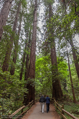 Muir Woods National Monument, CA