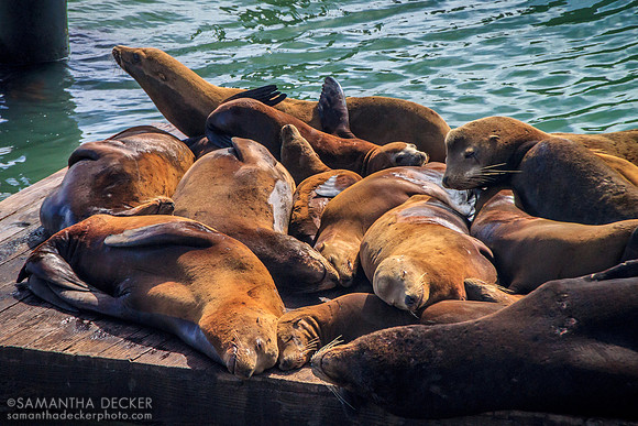 Seals at Pier 39, San Francisco