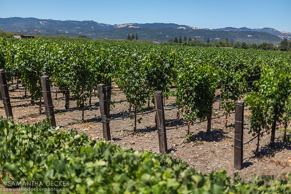 Inglenook Winery, Napa Valley, CA