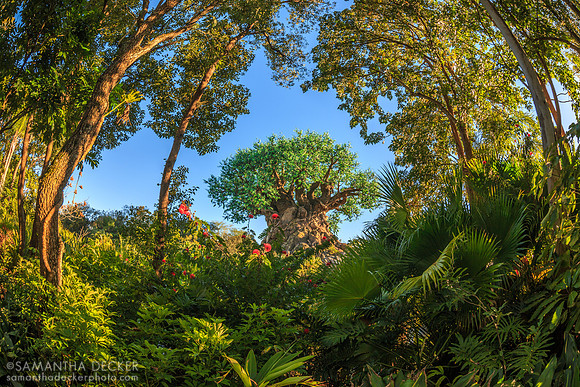 Tree of Life, Disney's Animal Kingdom