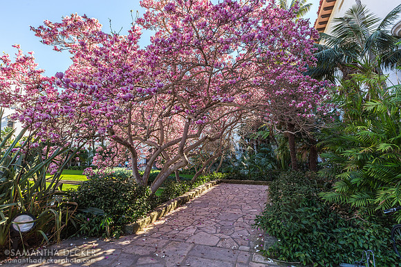 Beautiful Blooms at Old Mission Santa Barbara, California