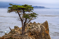 The Lone Cypress, Pebble Beach, CA, 2010