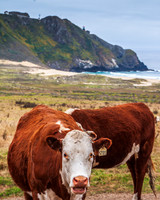Cows, Big Sur, CA, 2010