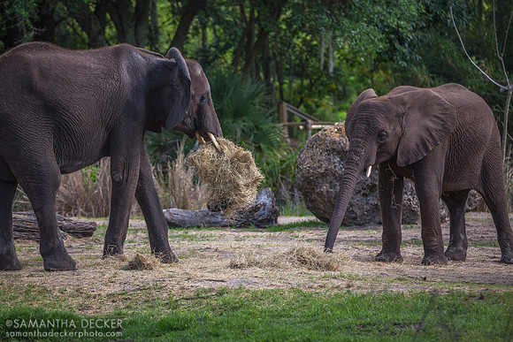 Elephants, Kilimanjaro Safaris, Disney's Animal Kingdom