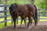 C'est La Vie and Her Filly