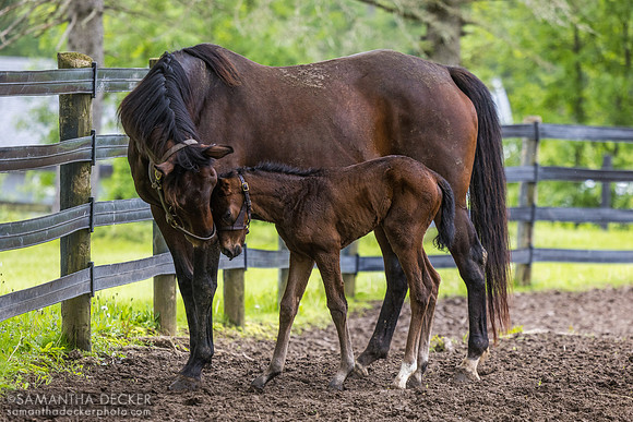 C'est La Vie and Her Filly