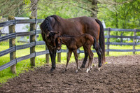 C'est La Vie and Her Filly
