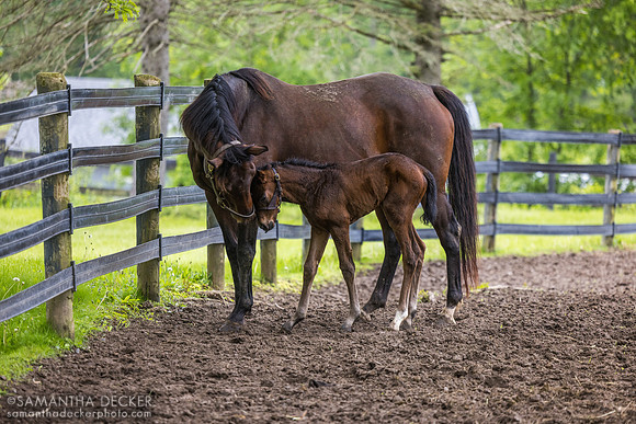 C'est La Vie and Her Filly