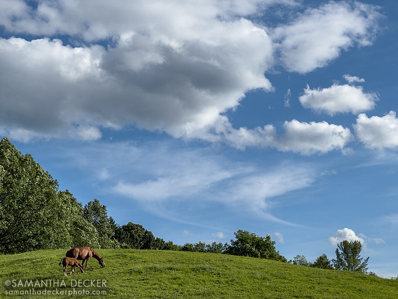 A Beautiful Afternoon at Mahoney Eden Manor