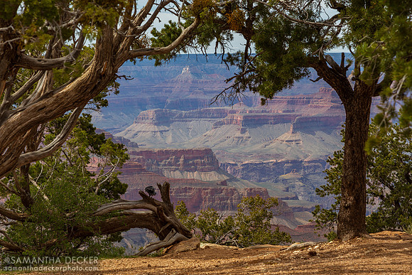 Grand Canyon Framed by Trees