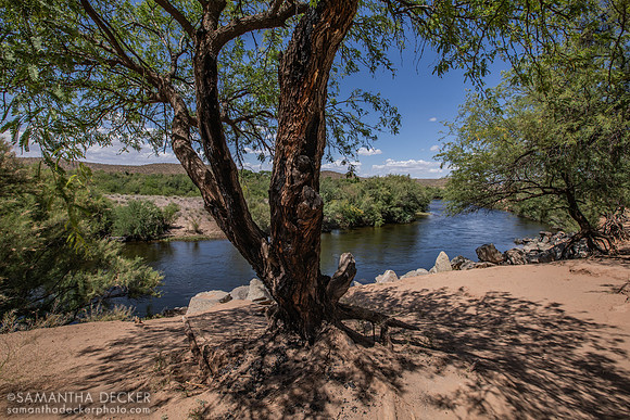 Salt River, Mesa, AZ