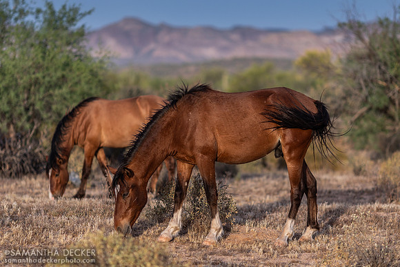 Wild Horses Near the Salt River, Mesa, AZ