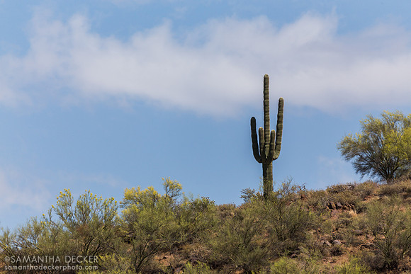 Saguaro Cactus, Mesa, AZ