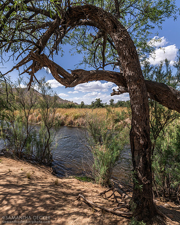 Salt River, Mesa, AZ
