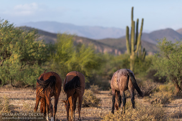 Wild Horses, Mesa, AZ