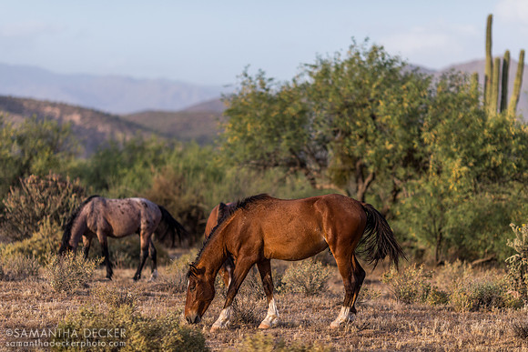 Wild Horses, Mesa, AZ