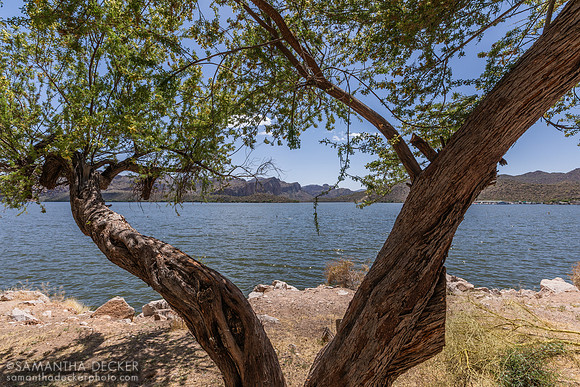 Saguaro Lake