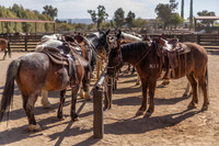 Horses at the Hitching Post, Rancho de los Caballeros, Wickenburg, AZ