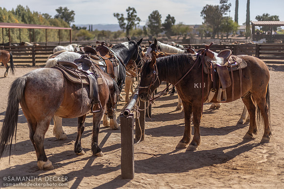 Horses at the Hitching Post, Rancho de los Caballeros, Wickenburg, AZ