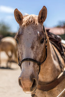 Footloose, Rancho de los Caballeros, Wickenburg, AZ