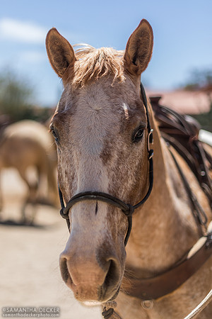 Footloose, Rancho de los Caballeros, Wickenburg, AZ