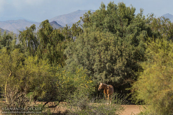 Horse on Its Afternoon Run, Rancho de los Caballeros, Wickenburg, AZ