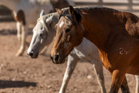 Horses on Their Afternoon Run, Rancho de los Caballeros, Wickenburg, AZ