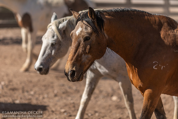 Horses on Their Afternoon Run, Rancho de los Caballeros, Wickenburg, AZ