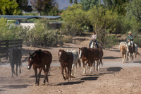 Horses on Their Afternoon Run, Rancho de los Caballeros, Wickenburg, AZ