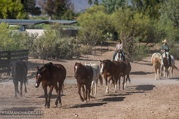 Horses on Their Afternoon Run, Rancho de los Caballeros, Wickenburg, AZ