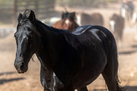 Horses on Their Afternoon Run, Rancho de los Caballeros, Wickenburg, AZ
