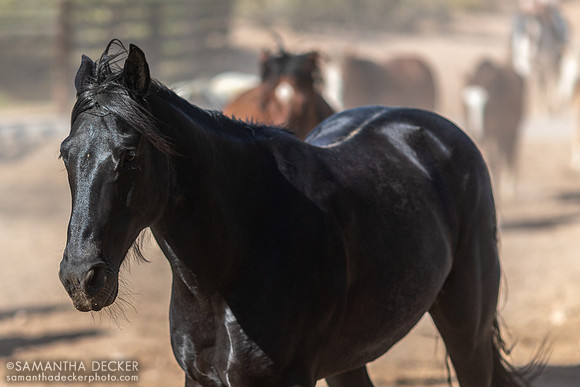 Horses on Their Afternoon Run, Rancho de los Caballeros, Wickenburg, AZ