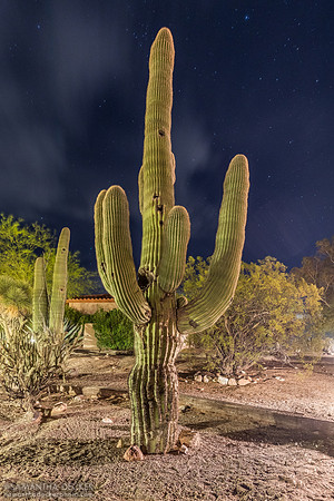 Saguaro Cactus, Rancho de los Caballeros, Wickenburg, AZ