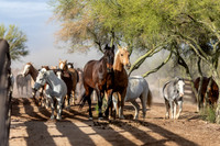 Horses on Their Morning Run, Rancho de los Caballeros, Wickenburg, AZ