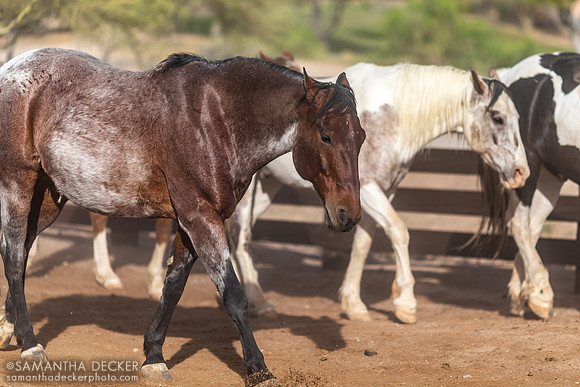 Horses on Their Morning Run, Rancho de los Caballeros, Wickenburg, AZ