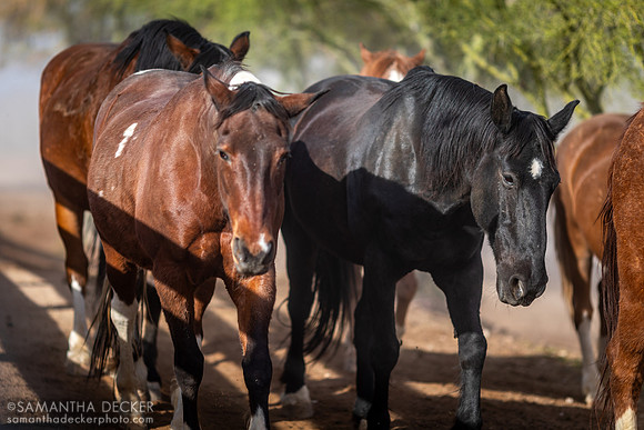 Horses on Their Morning Run, Rancho de los Caballeros, Wickenburg, AZ