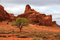 A Tree in Monument Valley