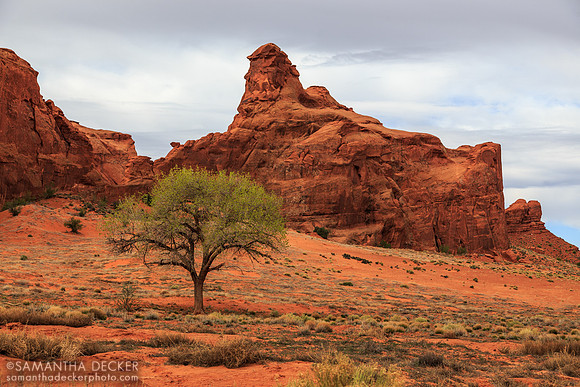 A Tree in Monument Valley