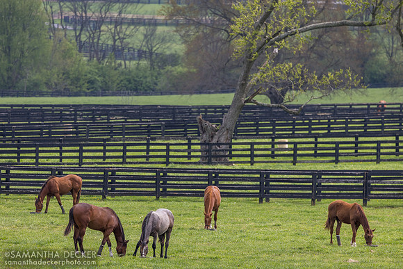 Yearlings, Spendthrift Farm