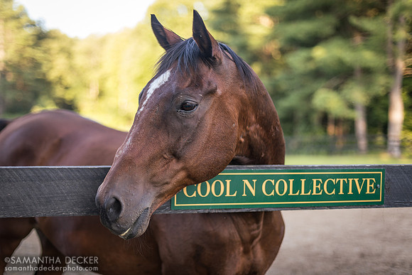 Cool N Collective, Old Friends at Cabin Creek, Greenfield, NY, 2019