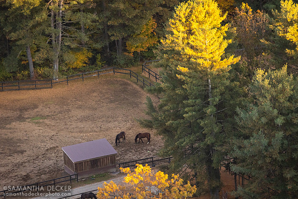Old Friends at Cabin Creek, Greenfield, NY, 2022
