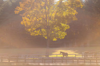 Naughty New Yorker, Old Friends at Cabin Creek, Greenfield, NY, 2022