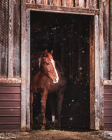 Mr. Cowboy, Old Friends at Cabin Creek, Greenfield, NY, 2022