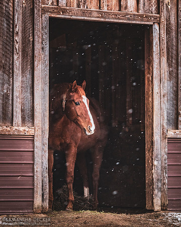 Mr. Cowboy, Old Friends at Cabin Creek, Greenfield, NY, 2022
