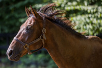 Diversify, Old Friends at Cabin Creek