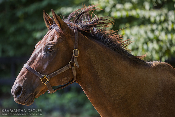 Diversify, Old Friends at Cabin Creek